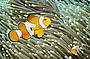 Another Anenome Fish