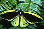 Cairns Birdwing butterfly