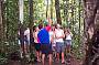 Guided Rainforest Walk