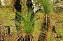 Grass tree in the Savannah country