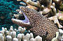 7 Day Cod Hole, Ribbon Reefs & Coral Sea Double/Twin ( Monday Departure )