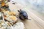 Elephant Seal on Bruny Island