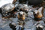 Seal Watching Phillip Island