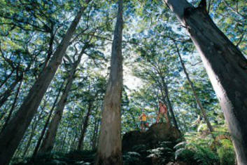 Karri Trees