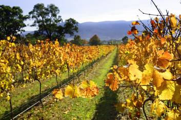 1 Day Yarra Valley Wine & Local Produce Tour